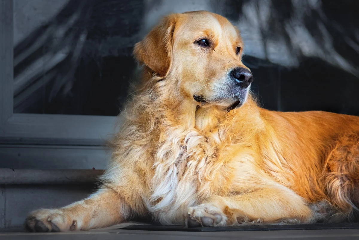 Golden Retriever: Neden Herkes Bu Altın Kalpli Köpeğe Bayılıyor?
