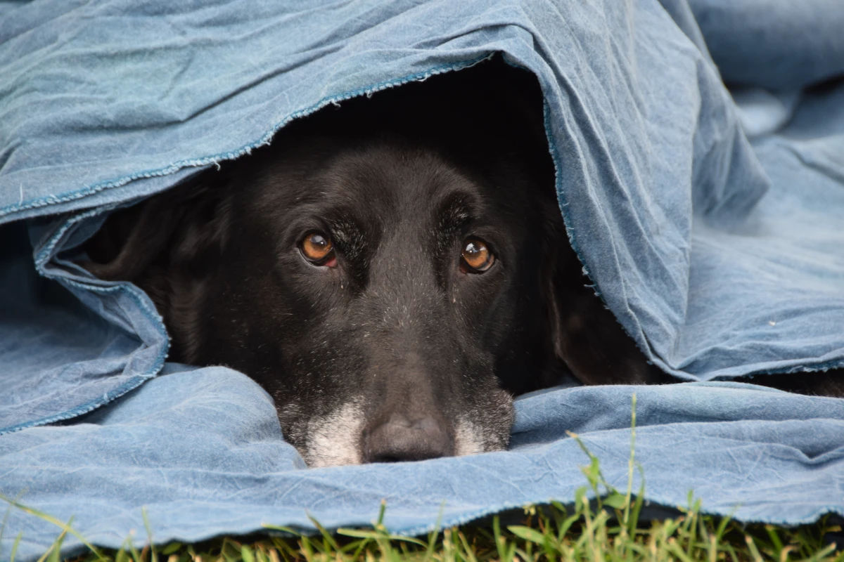 Havai Fişek Korkusu: Köpeğinizin Panik Anlarında Yapmanız Gerekenler