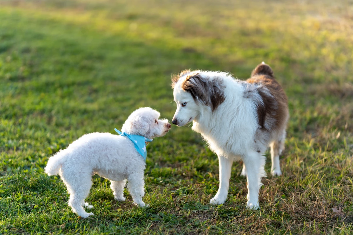 İki Köpeği Tanıştırma Rehberi: Kavgasız ve Güvenli İlk Buluşma Adımları