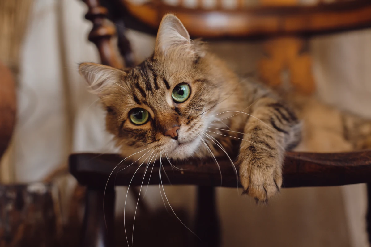 Kedi Çişi Kokusu Neden Gitmez? Kalıcı ve Kesin Temizlik Yöntemleri