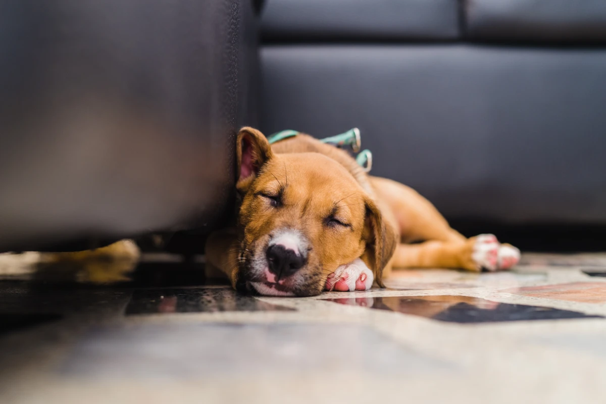 Köpeğiniz Bir Anda Değiştiyse Dikkat! Saatler İçinde Hayati Tehlike Başlıyor Olabilir
