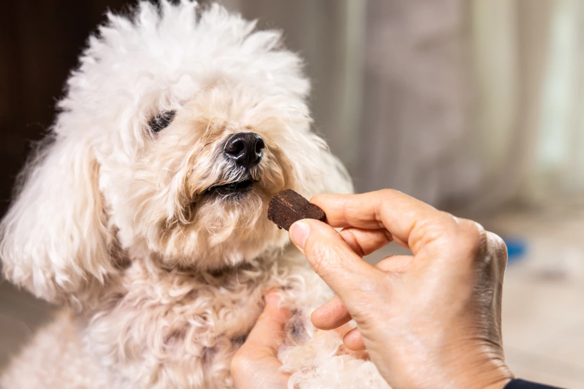 Köpeğiniz Çikolata Yedi mi? Bu Belirtiler Hayati Risk Taşıyor