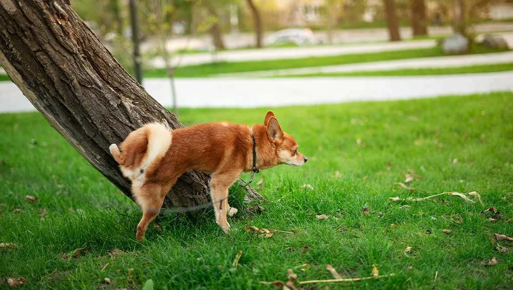 Köpeğiniz İdrarını Yapamıyorsa Beklemeyin: Hayati Risk Taşıyan Belirtiler
