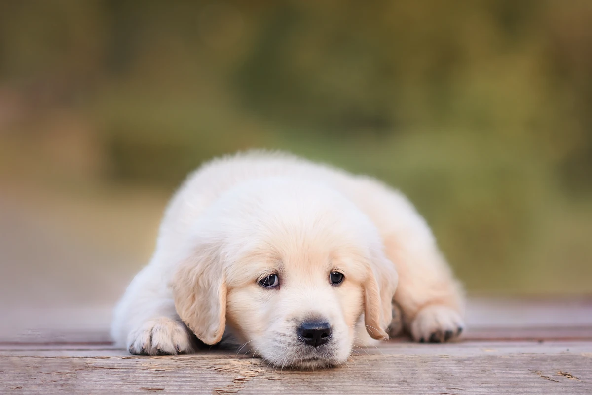 Köpeğiniz Neden Hıçkırıyor? Masum Bir Tepki mi, Gizli Bir Sorun mu?