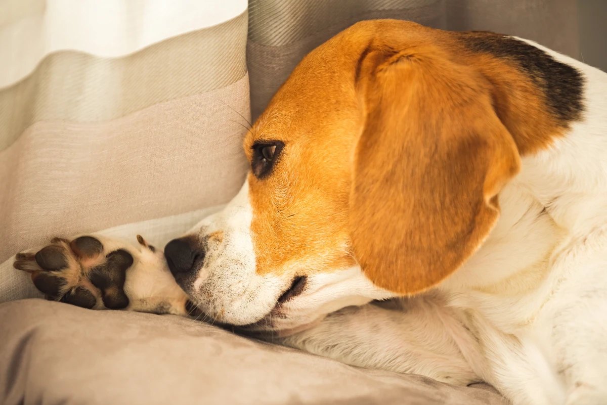 Köpeğiniz Patilerini Sürekli Yalıyorsa Dikkat! Masum Sandığınız Bu Alışkanlık Bir Hastalık Olabilir