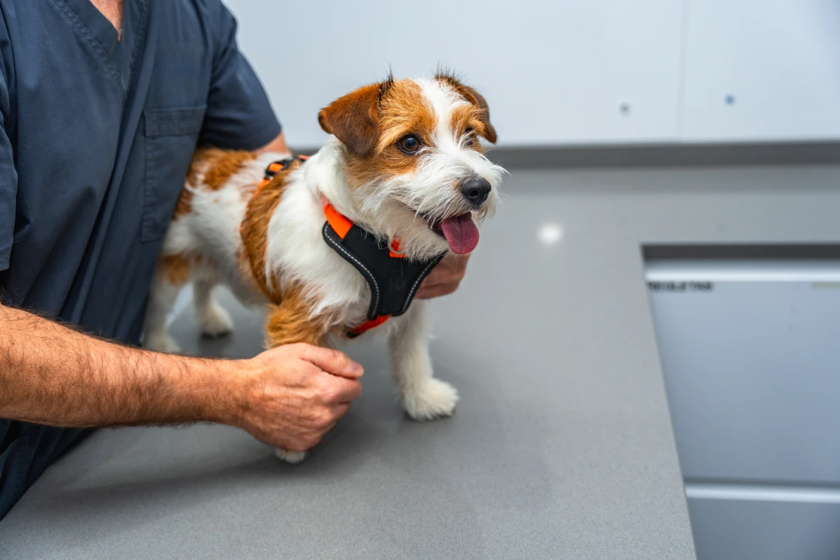 Köpeğiniz Sağlıklı Görünüyor Ama Gerçekten Öyle mi? Yıllık Kontrollerin Sessiz Tehlikesi