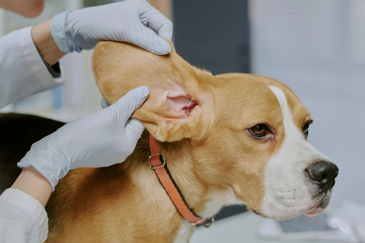 Köpeğiniz Sürekli Kulak Kaşıyorsa Dikkat! Kronik Enfeksiyonun Gizli Sebebi Ne?