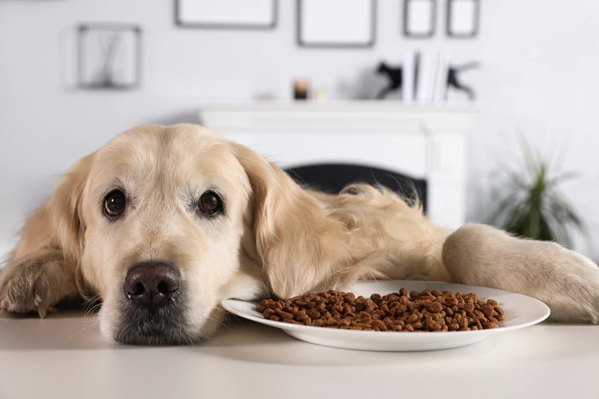Köpeğiniz Yemek Yemiyor mu? Masum Bir İştahsızlık Olmayabilir