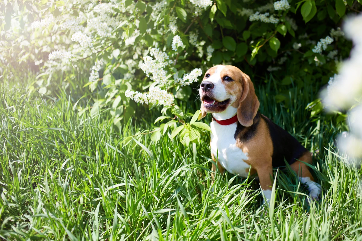 Köpeğinizde Kene Mi Var? Doğru Çıkarma Yöntemleri ve Hayati Uyarılar