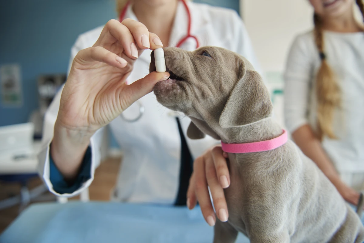 Köpeğinize Aspirin Vermeden Önce 2 Kez Düşünün! Gizli Tehlike Ne Kadar Ciddi?