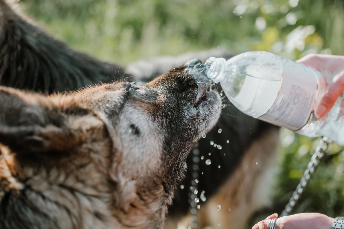 Köpeğinize Sporcu İçeceği Vermeyin! Gerçek Risk Ne?