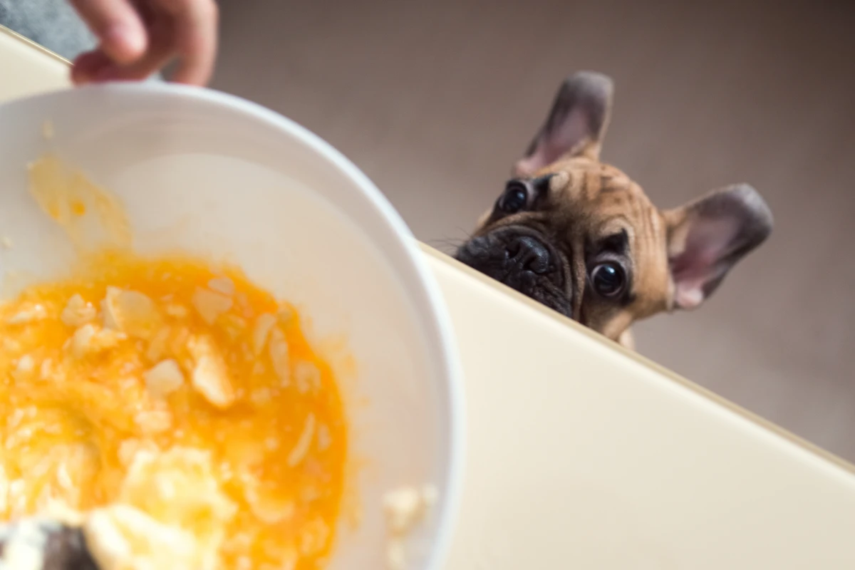 Köpeğinize Yumurta Verirken Bu Hata Ölümcül Olabilir!