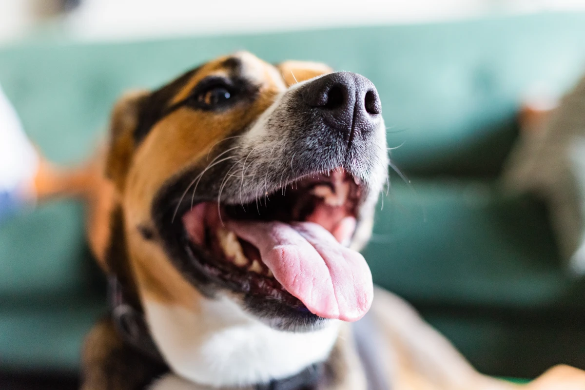Köpeğinizin Ağzından Köpük Geliyor mu? 10 Olası Sebep ve Kritik Uyarılar