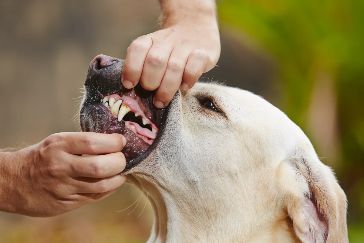 Köpeğinizin Diş Etleri Ne Söylüyor? Renklerle Gizli Sağlık Sinyallerini Anlama Rehberi