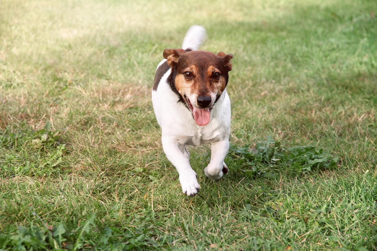 Köpeğinizin Hayatını Kurtarabilecek Tek Komut: "Gel" Eğitimi
