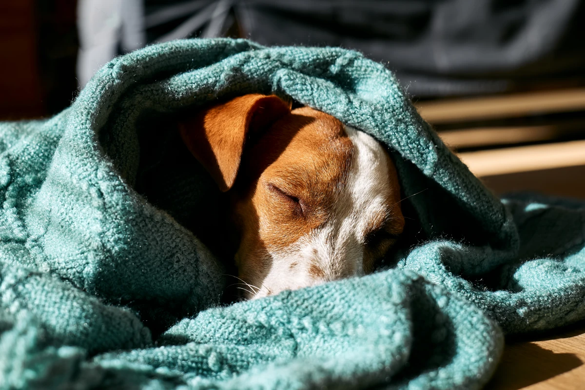 Köpek Gribi Nedir? Belirtileri, Bulaşma Yolları ve Tedavi Süreci