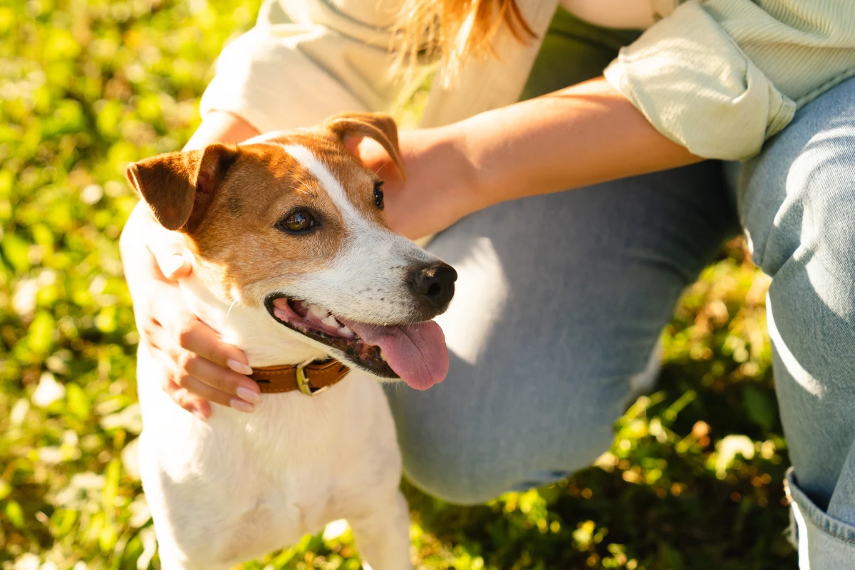 Köpekler İsimlerini Gerçekten Anlar mı? Bilimsel Gerçekler ve Eğitim İpuçları