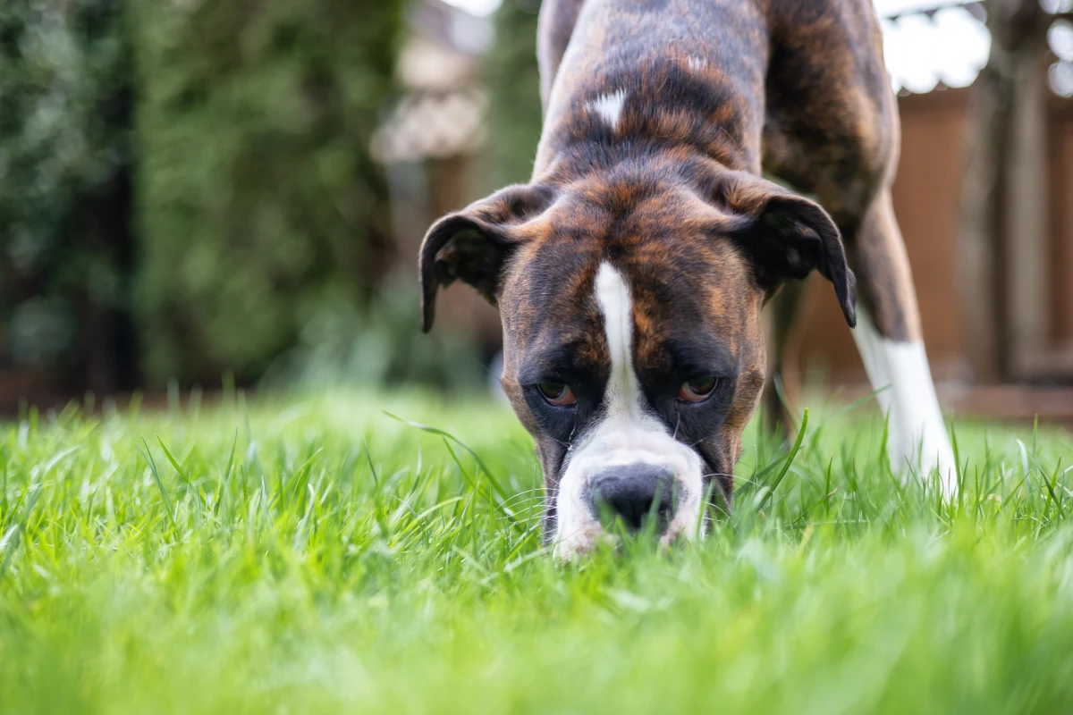 Köpekler Neden Çim Yer? Sebepleri, Riskleri ve Ne Yapmanız Gerektiği