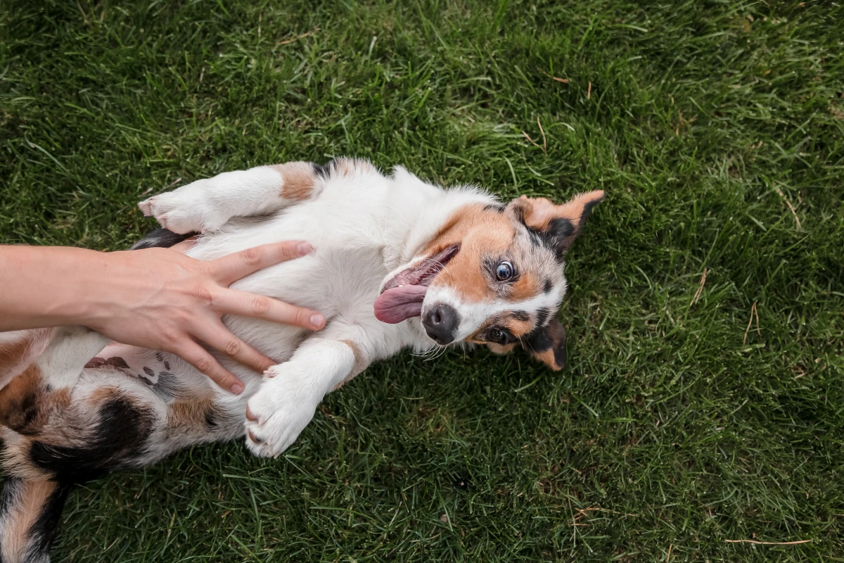 Köpekler Neden Karınlarını Sevdirir? Bilimsel Açıklaması