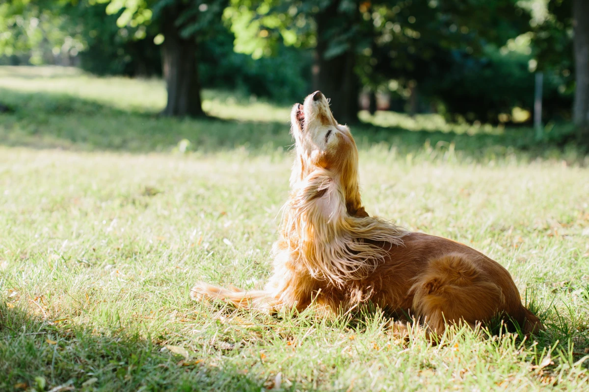 Köpekler Neden Ulur? Sirenlere Tepki mi, Yoksa Sana Bir Mesaj mı Veriyor?