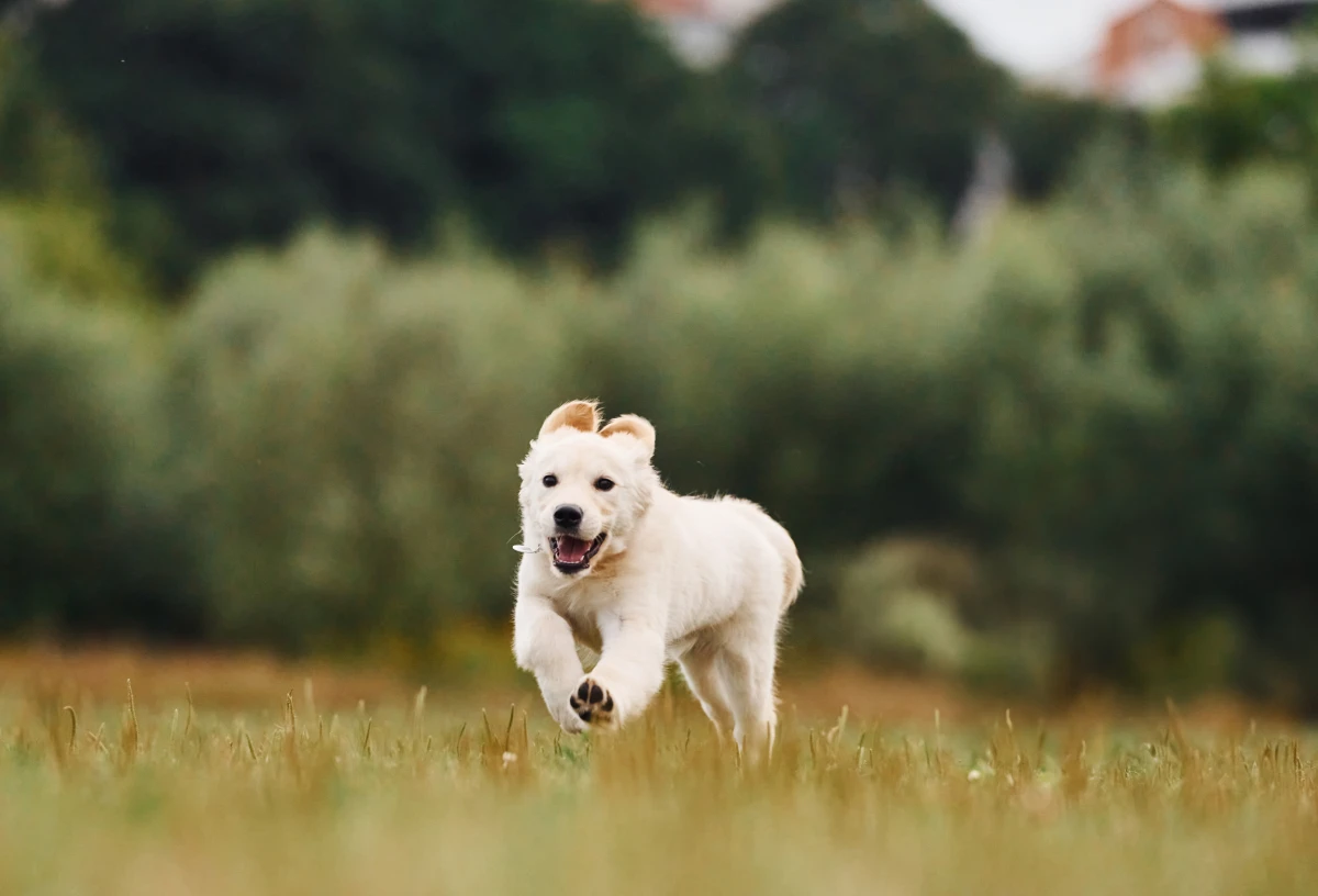 Köpeklerde Aşırı Egzersiz: Belirtiler, Riskler ve Doğru Aktivite Dengesi