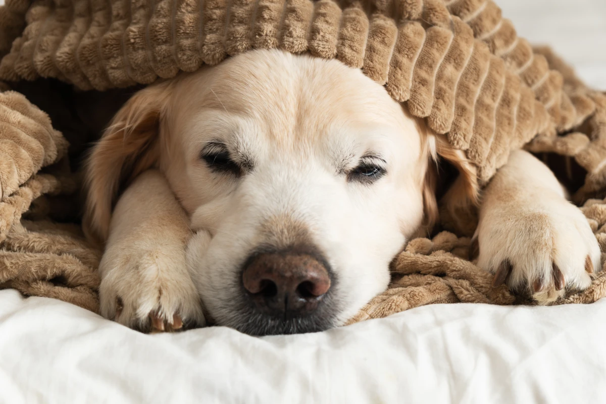 Köpeklerde Soğuk Algınlığı: Hapşırma, Öksürük ve Tedavi Gerçeği