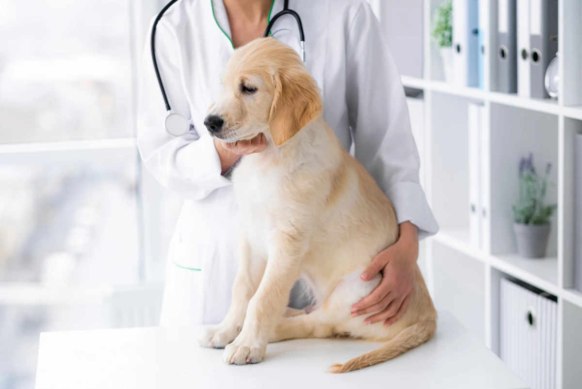 Köpeklerde Yalancı Gebelik Nedir? Belirtileri ve Nedenleri