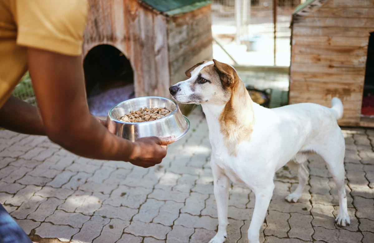 Kuru ve Yaş Mama Karıştırılır mı? Köpekler İçin Doğru Beslenme Rehberi
