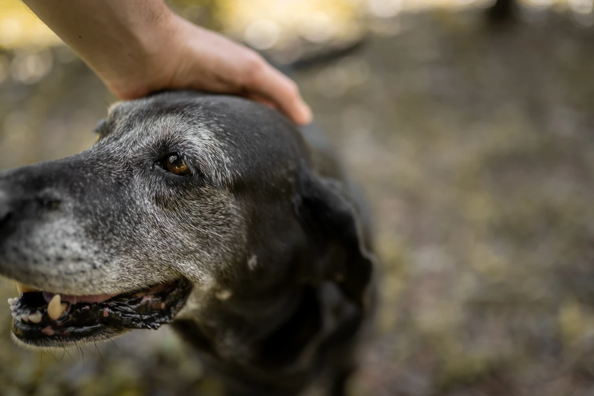 Neden Yaşlı Bir Köpek Sahiplenmelisiniz? İşte Şaşırtan Avantajlar