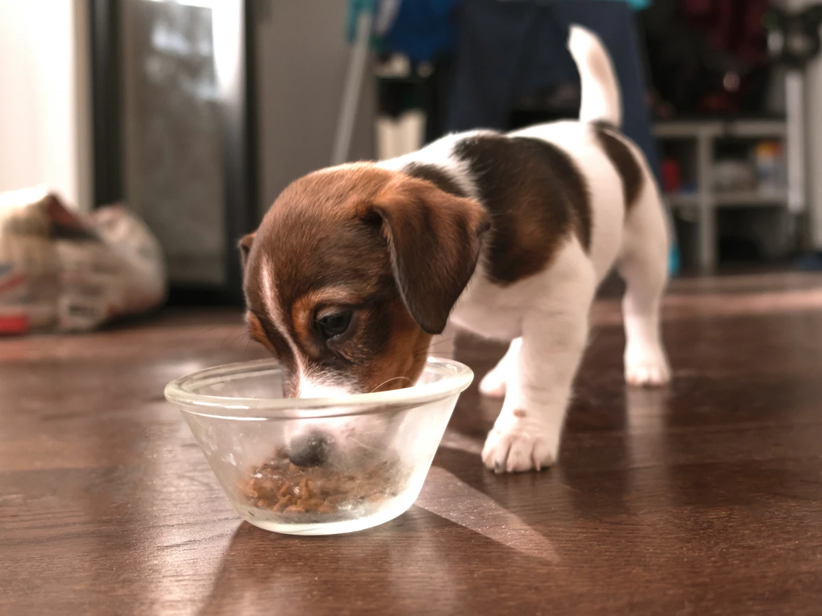 Yavru Köpeğe Evde Mama Yapılır mı? Veterinerler Neden Uyarıyor?