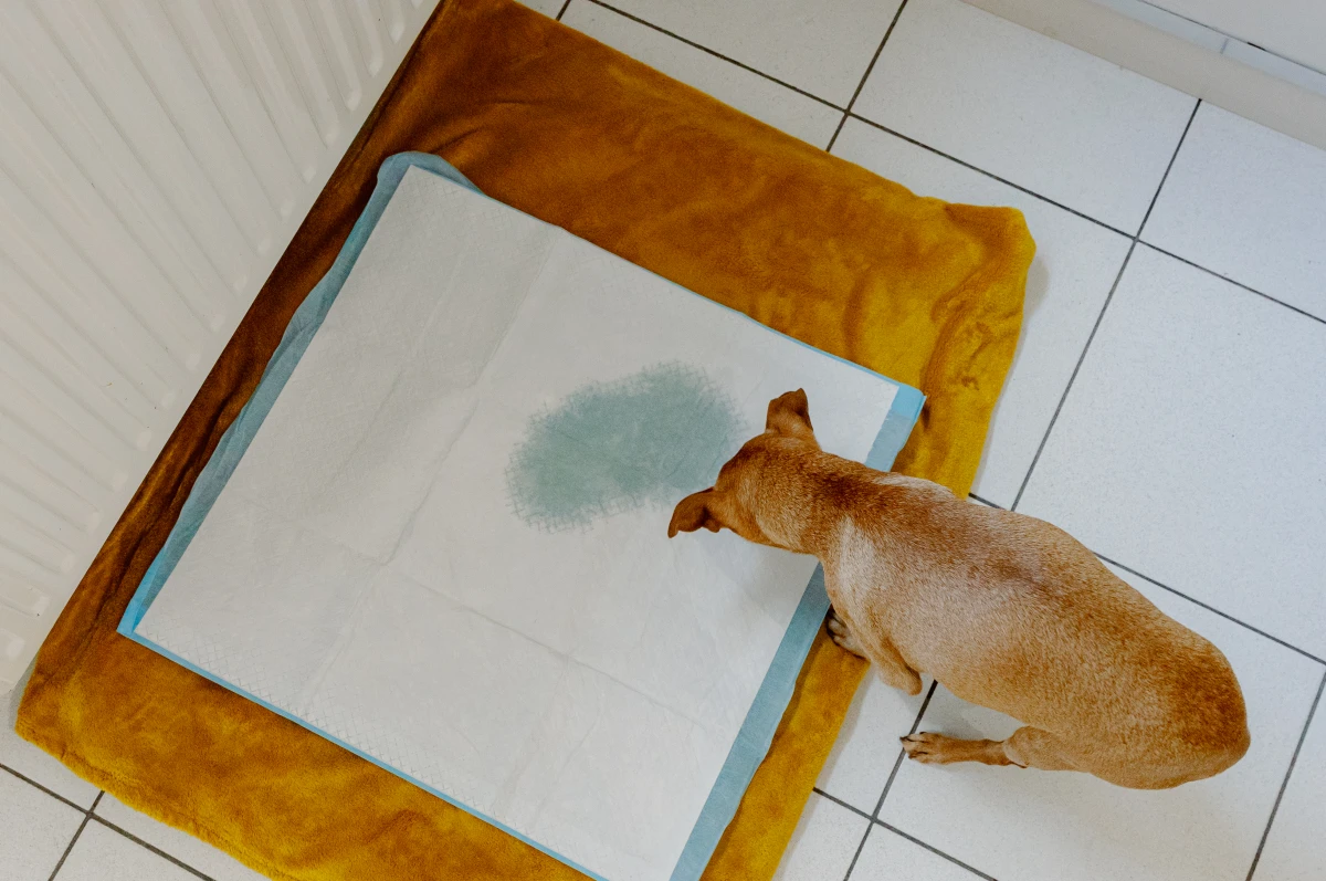 Yetişkin Köpek Tuvalet Eğitimi: En Etkili Yöntemler ve Pratik Rehber